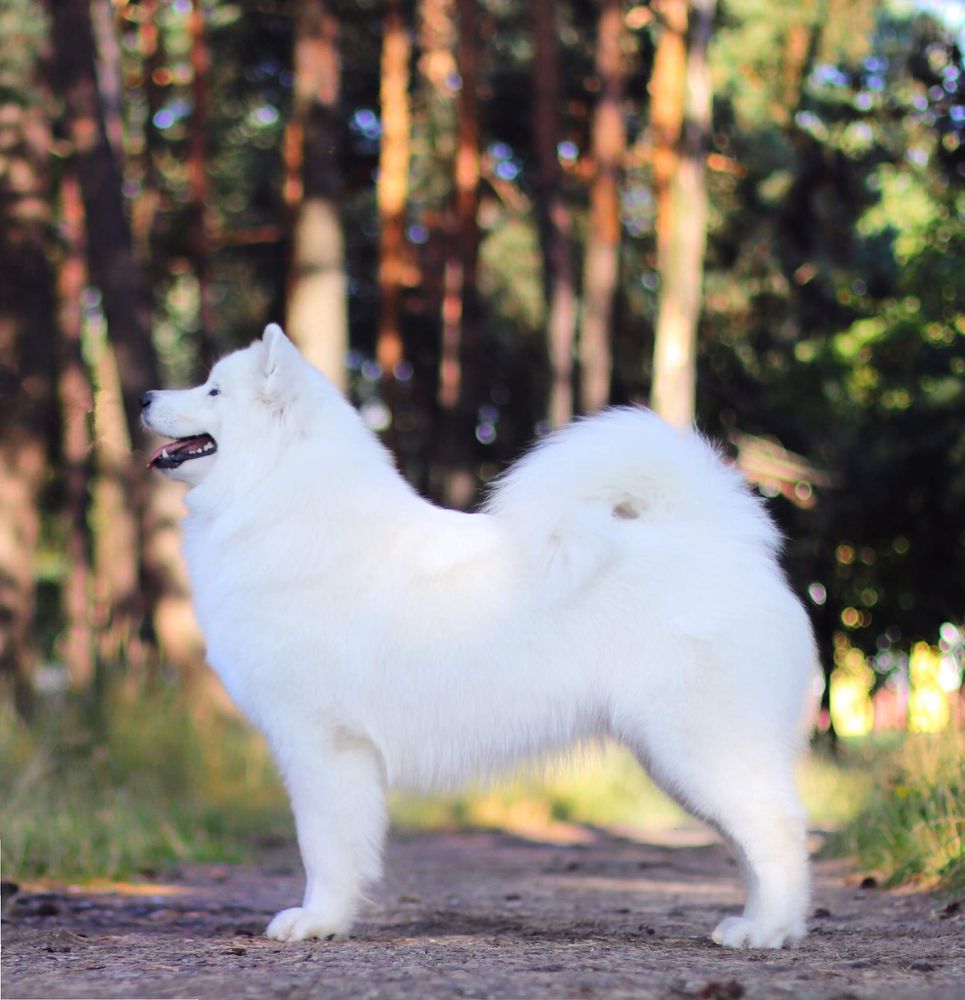 Helen SamSmile Amore Mio | Samoyed 