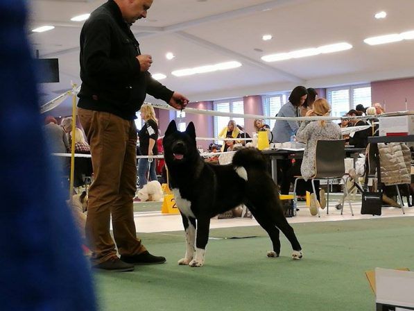 Dumi Przechodzka preria | Akita 