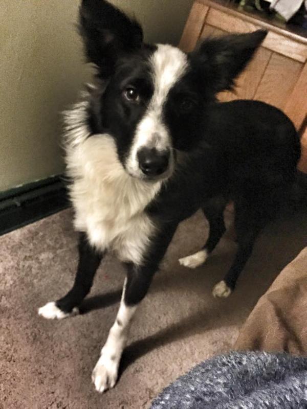 Cletus | Border Collie 