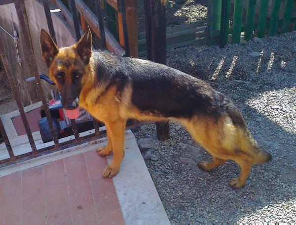 Betty del Desiderio | German Shepherd Dog 