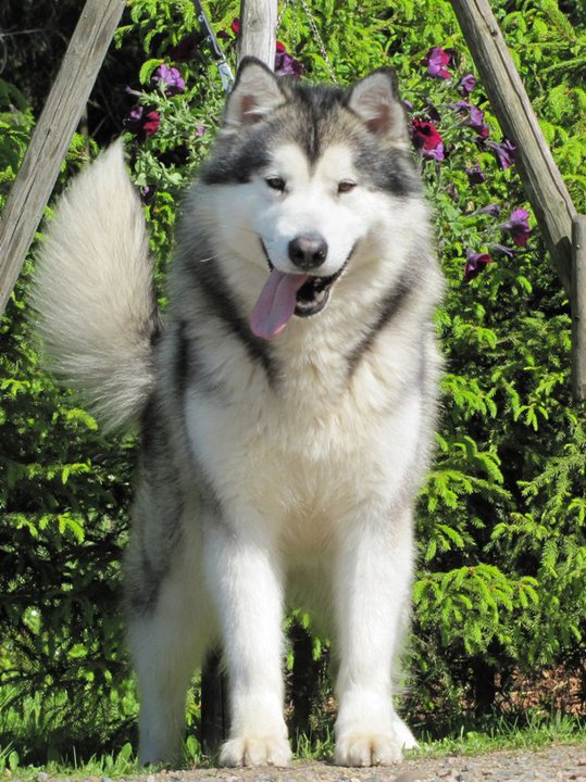 Quinault's Quiet Riot | Alaskan Malamute 