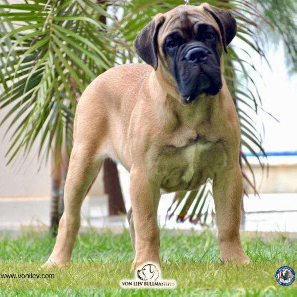 Von Liev Angel of Harlem | Bullmastiff 