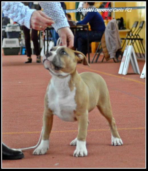 BOTHAN Depeche Canis | American Staffordshire Terrier 