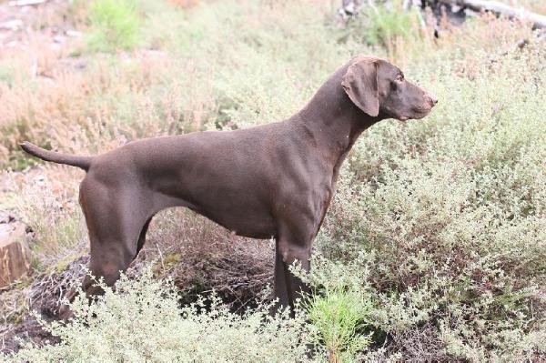 Chanel du Clos des Morandes | German Shorthaired Pointer 