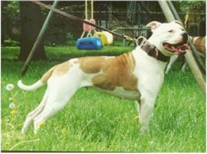 AOWK's Lunachick of LBK | American Bulldog 