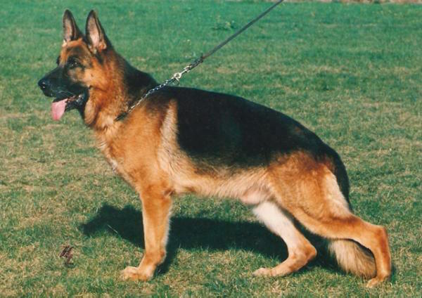 Odin von Tannenmeise | German Shepherd Dog 