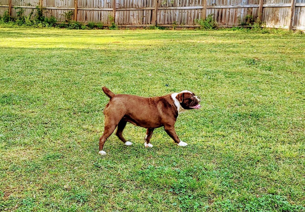 Jacobs' CoCo Too | Olde English Bulldogge 