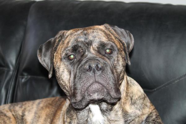 Tia gabriela da casa alto cristelo | Bullmastiff 