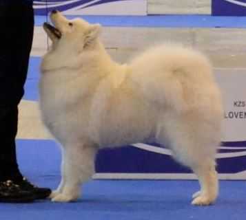 Number one of nikki blanja polar | Samoyed 