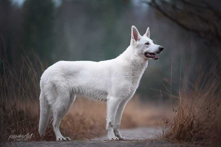 Roxane di Casa Praderio | White Swiss Shepherd Dog 