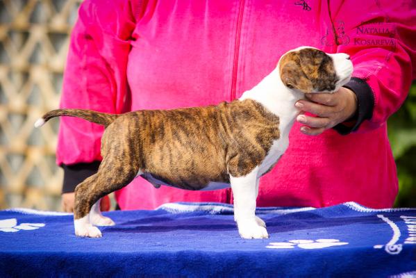Bismark iz Zvezdnogo Legiona | American Staffordshire Terrier 