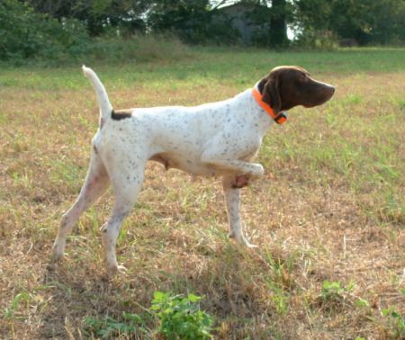 Rawhides Blazin Josie | German Shorthaired Pointer 