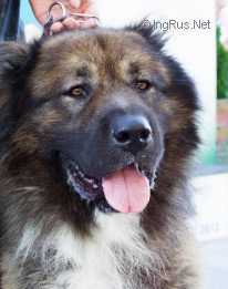 Ramenskiy Grizli Cherchil | Caucasian Mountain Dog 