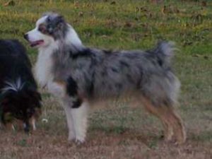 Dcc Moody Blues Silver Concho | Australian Shepherd 