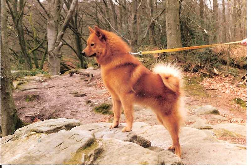 LUMIYSTÄVÄ of Storm Valley | Finnish Spitz 