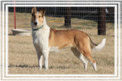 Ability's Kate of Ohadi | Rough Collie 