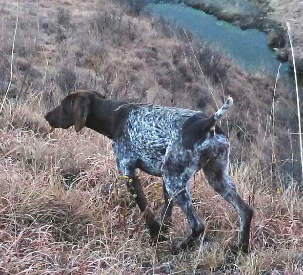 GAMEHUNTERS GWAIHIR | German Shorthaired Pointer 