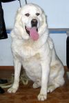Dorkhan | Central Asian Shepherd Dog 
