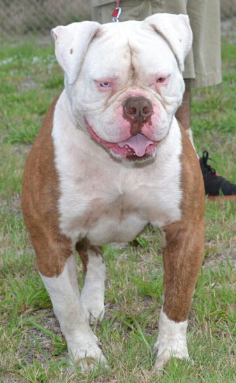 Musclefreaks Tyson | American Bulldog 