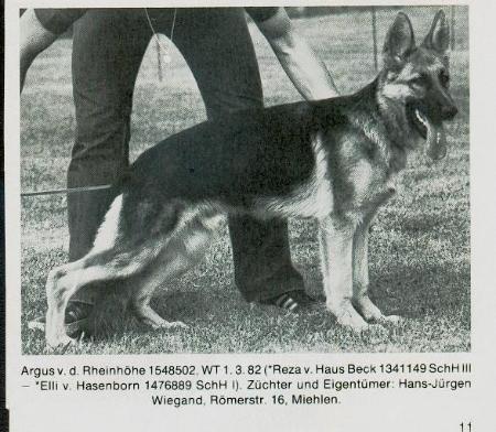 Argus von der Rheinhöhe | German Shepherd Dog 