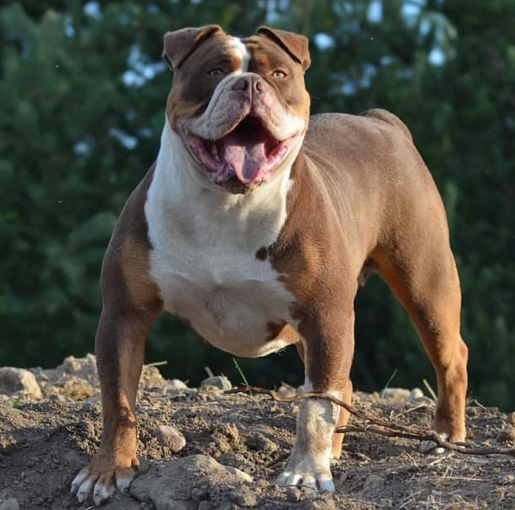 Darochas Maja | Olde English Bulldogge 