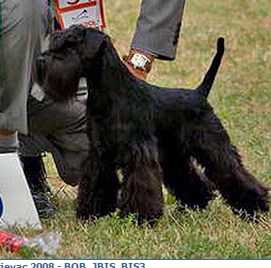 gently born key toy | Miniature Schnauzer 