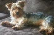 Tony Richey | Yorkshire Terrier 