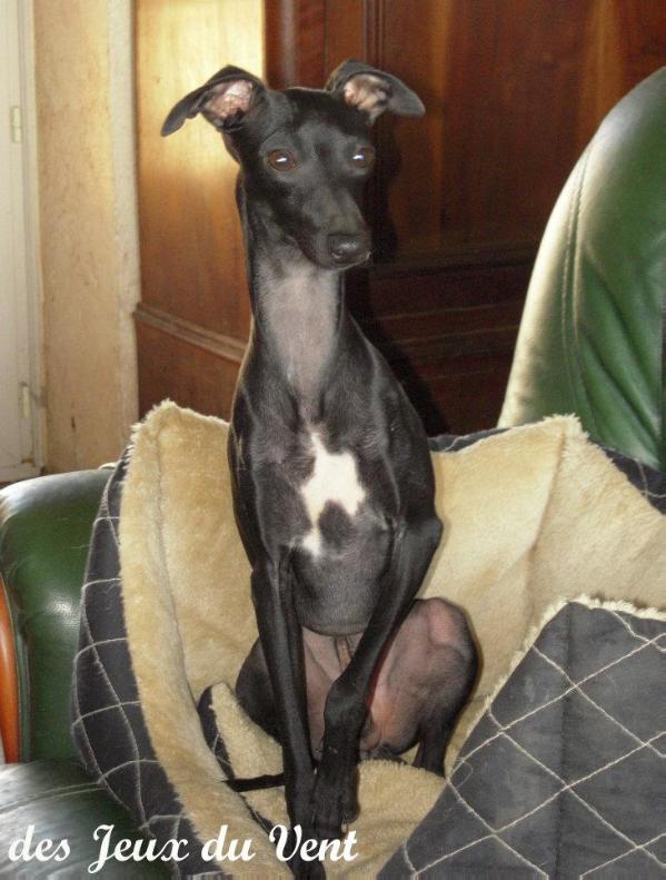 Caviar noir des princes de Kazan | Italian Greyhound 