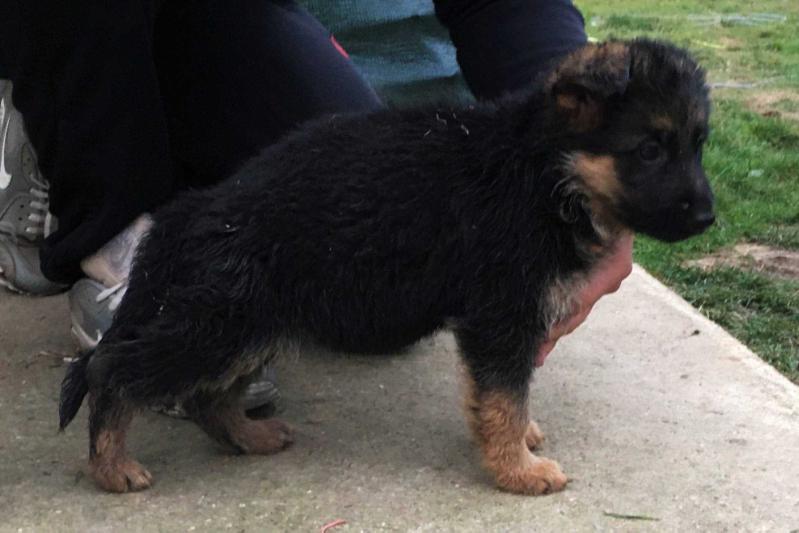 Marla vom Eldoradhaus | German Shepherd Dog 