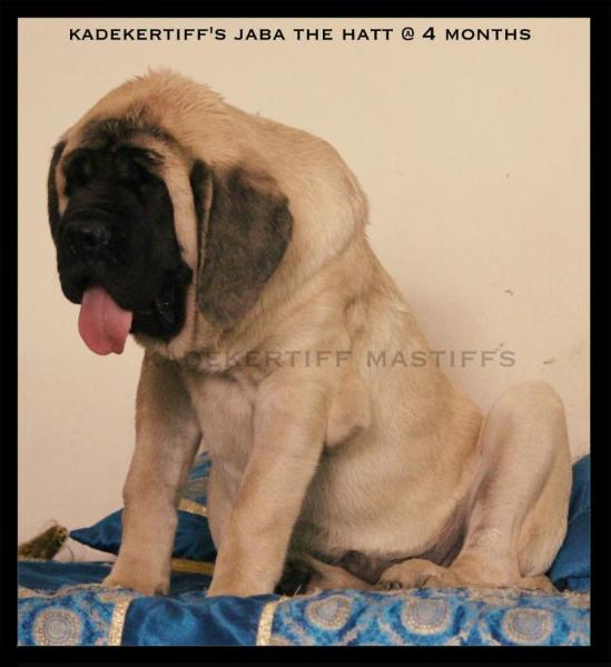 Kadekertiff's Jaba the hatt | Mastiff 