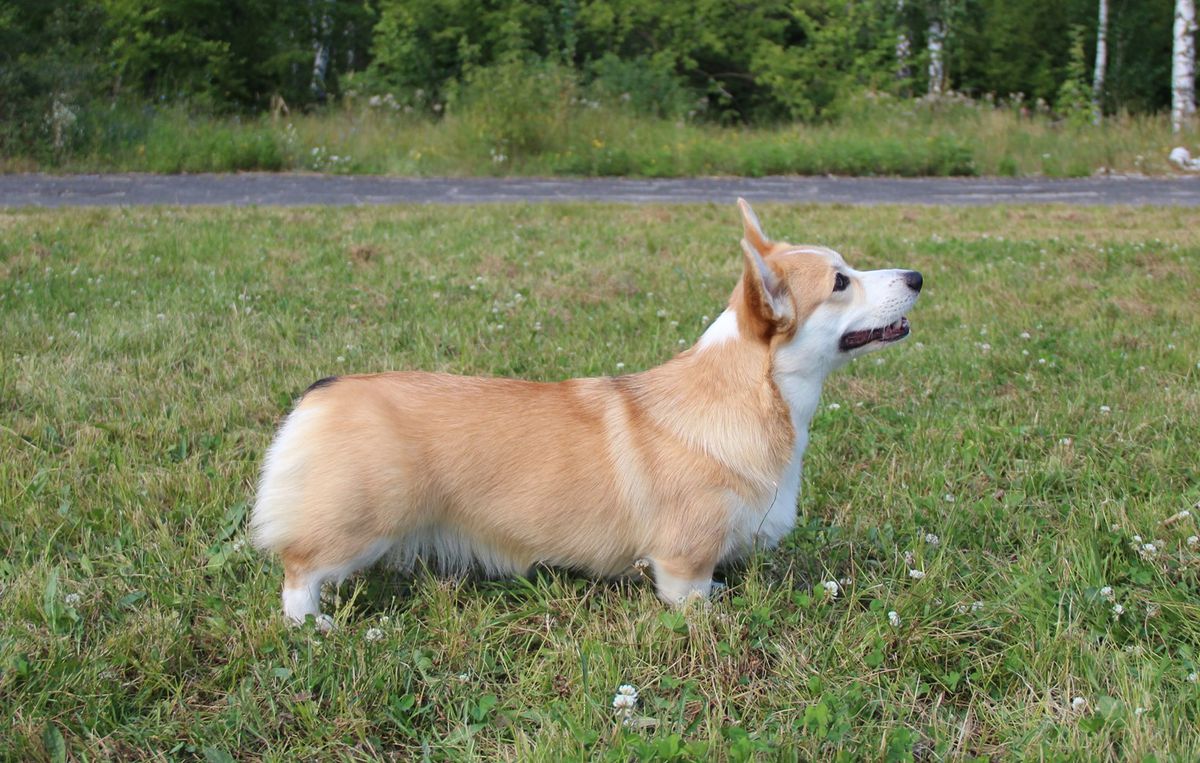 SHELPRIZ NARCISSA SWEETHEART | Pembroke Welsh Corgi 
