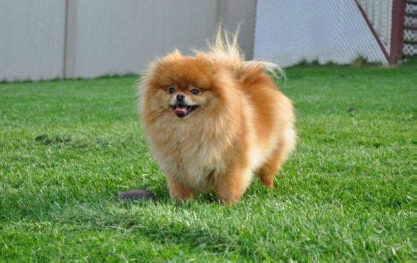 CR Classic Rock | Pomeranian 