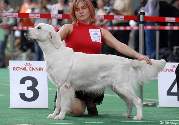 Slav Trophy Gvendolen | Golden Retriever 