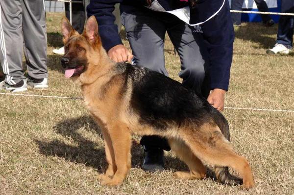 Eva von haus grafant | German Shepherd Dog 