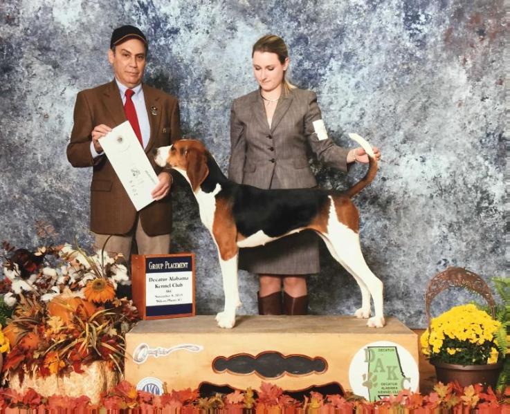 Drake's Sonya Dore | Treeing Walker Coonhound 