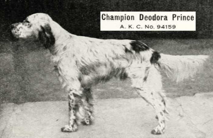 Deodora Prince 094159 vXXIII | English Setter 