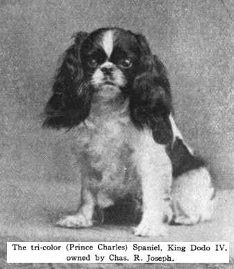 King Dodo IV | Cavalier King Charles Spaniel 