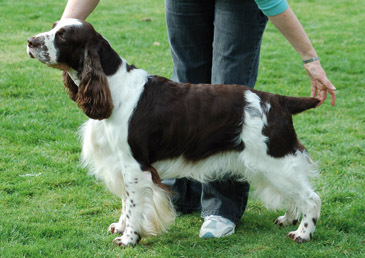 Graftonbury Navahoe At Dexbenella | English Springer Spaniel 