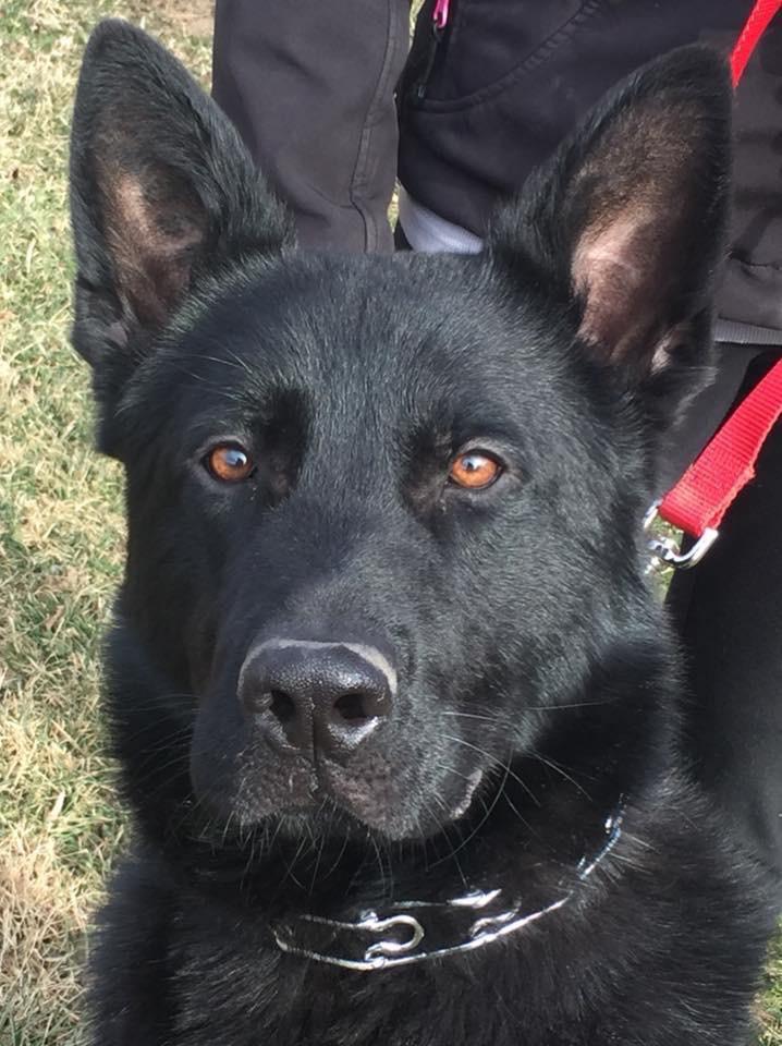 Majk Japedo | German Shepherd Dog 