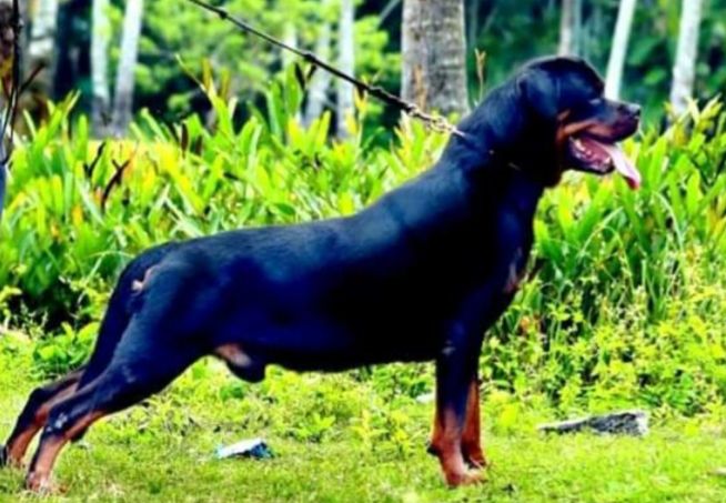 Uno Von der blauen welle | Rottweiler 