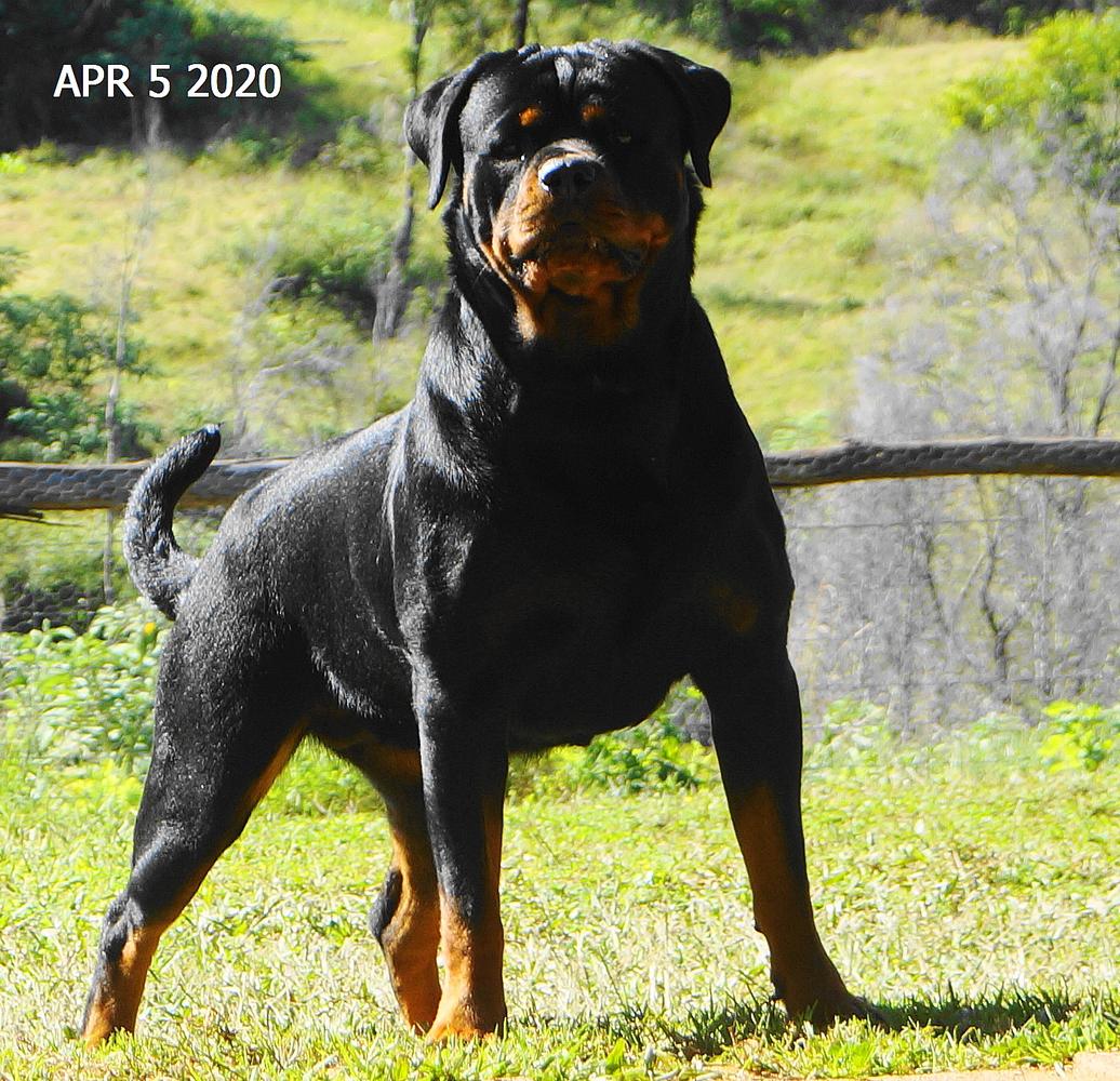 Darkgypsy Sumatran Tiger | Rottweiler 