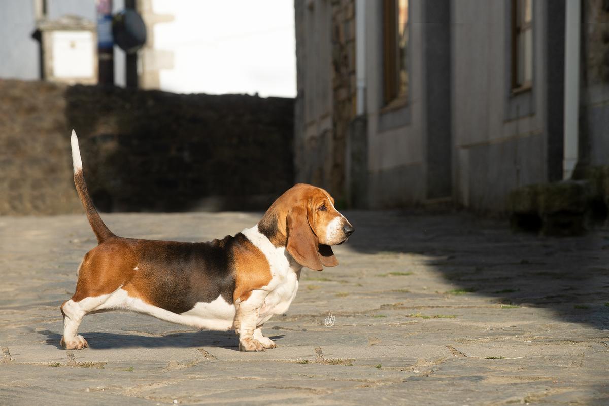 FOREVER LONG EARS PERFECT HARMONY | Basset Hound 