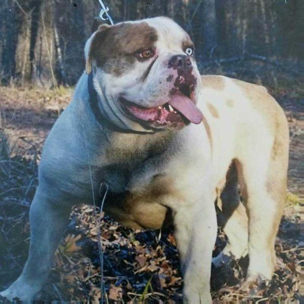 DSK's Malaki of Stacy's | Olde English Bulldogge 