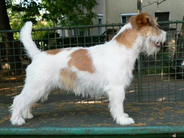 EASY ELLY PEMIKO | Jack Russell Terrier 