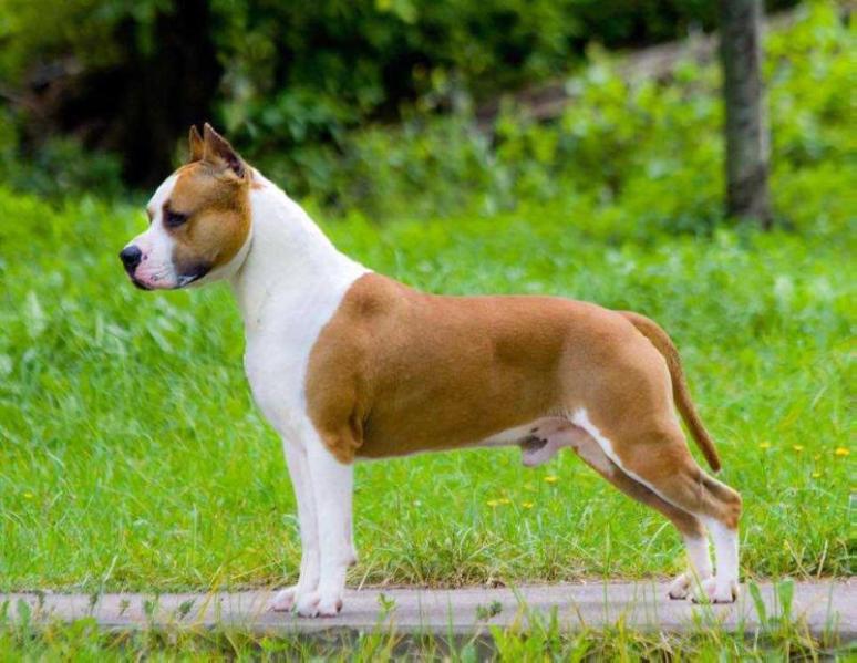 Attacks Of Love S Planety Zvezd | American Staffordshire Terrier 