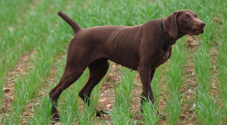 Gina du Val de Ceze | German Shorthaired Pointer 