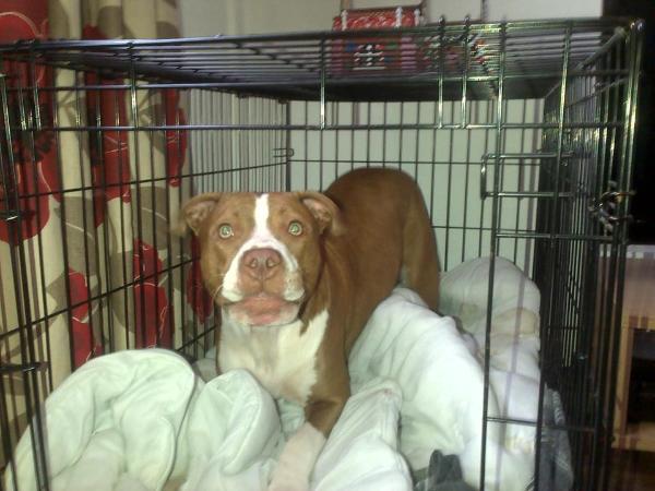 Haskin's poison ivy | American Pit Bull Terrier 