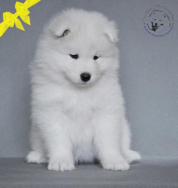 FOGGIA OF INAKI The Glow Of The Snowy Star | Samoyed 