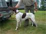 Tobias ks vom hege-Haus | German Shorthaired Pointer 