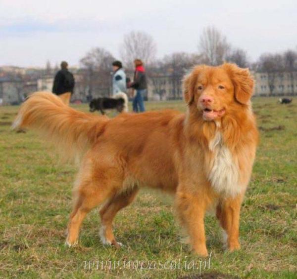 GALILEO Virgo Vestalis | Nova Scotia Duck Tolling Retriever 